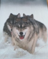 Image of Organizational behavior third edition
